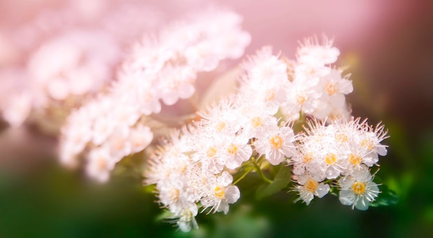 Foto una rama con pequeñas flores blancas sobre un fondo rosa