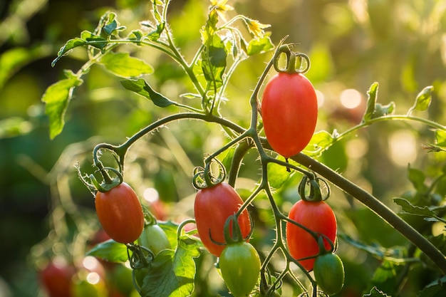 Rama de pequeños tomates rojos en eco jardín