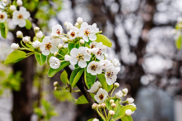 Rama de pera con flores blancas, hojas y capullos bajo los rayos del cálido sol primaveral