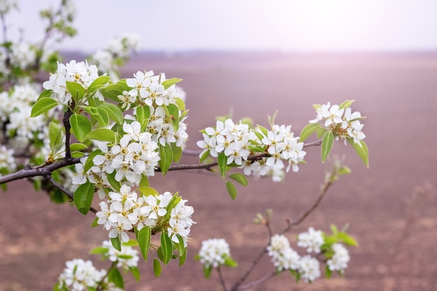 Rama de pera con flores en un campo arado de primavera