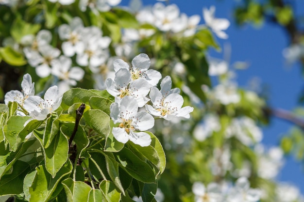 Rama de peral en el período de floración primaveral sobre fondo de cielo azul borroso. Enfoque selectivo