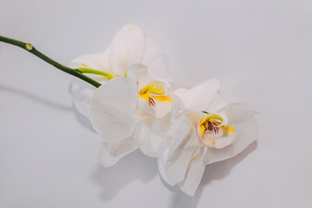 Rama de phalaenopsis de primer plano de orquídea blanca floreciente