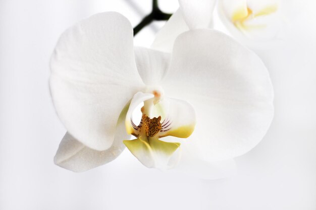 Rama de phalaenopsis de primer plano de orquídea blanca floreciente