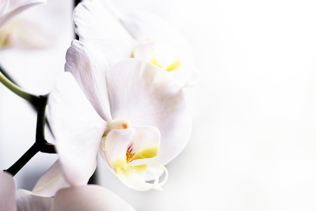 Rama de phalaenopsis de primer plano de orquídea blanca floreciente