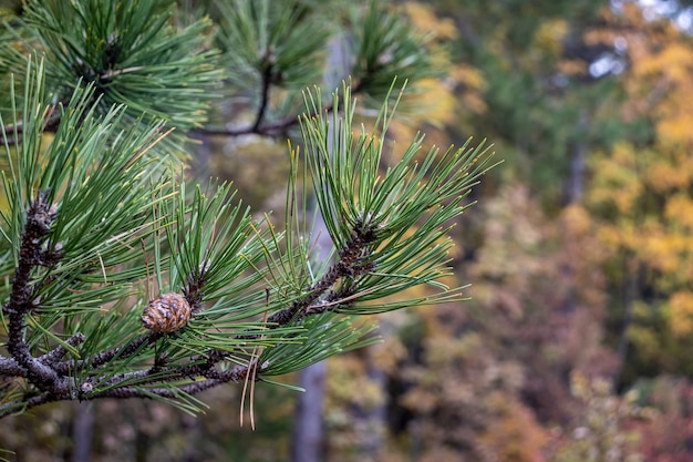 Una rama de pino en un bosque en un día de otoño