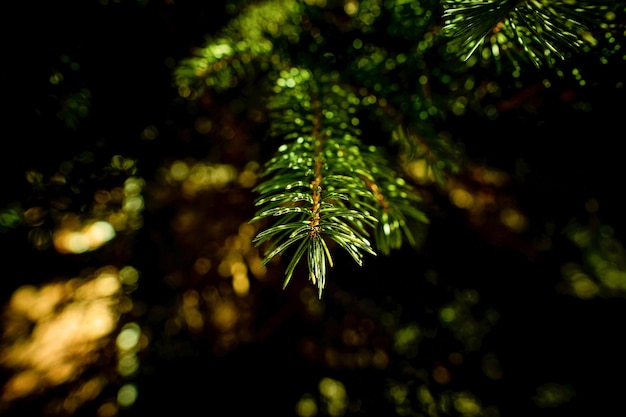 Una rama de pino en el bosque con luz solar
