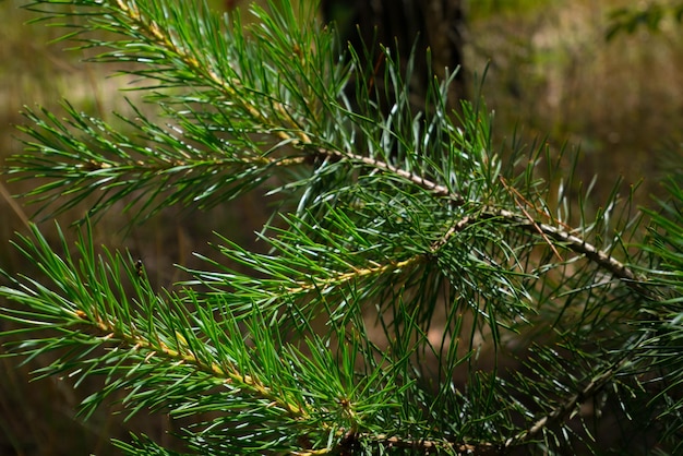 Rama de pino en el bosque de verano de la luz del sol