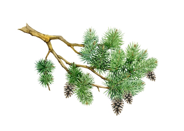Foto rama de pino con conos ilustración de dibujado a mano de acuarela elemento de abeto verde realista