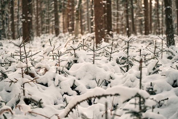 Rama de pino cubierta de nieve Árbol de hoja perenne en invierno