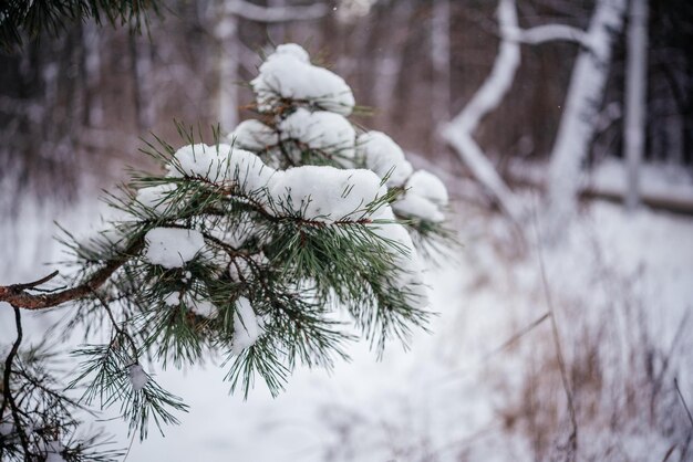 Una rama de un pino cubierto de nieve esponjosa