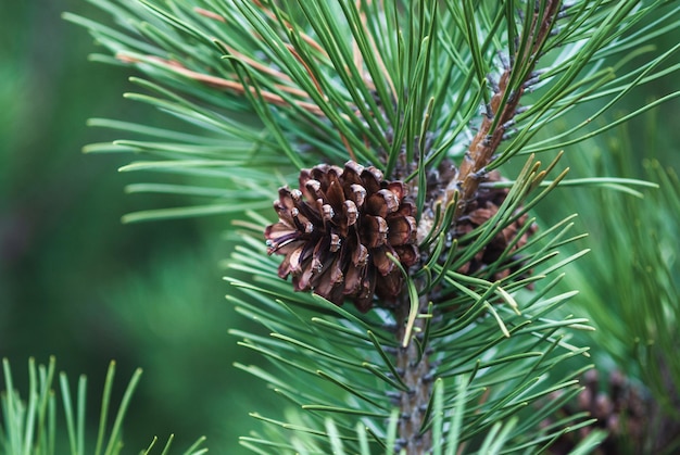 Rama de pino de montaña enano con piñas Pinus mugo Turra