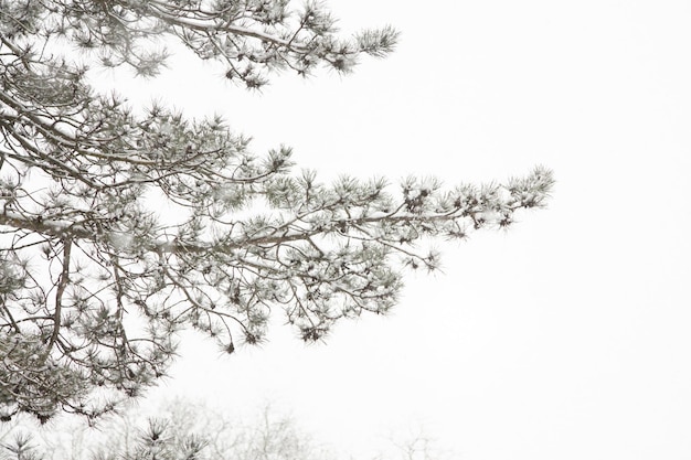 Una rama de pino bajo una nevada en el bosque contra el fondo del cielo