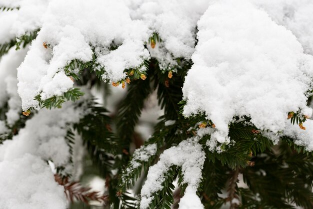 Rama de pino nevada de invierno bajo una gruesa capa de nieve