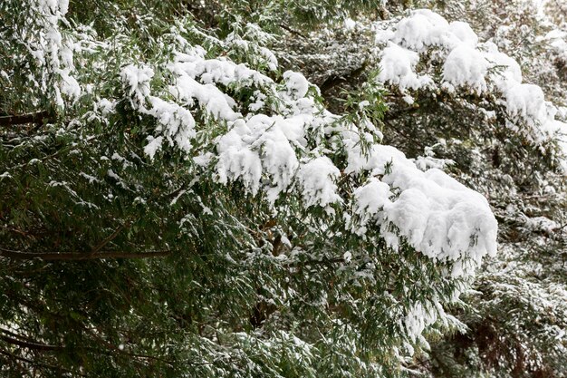 Rama de pino nevada de invierno bajo una gruesa capa de nieve