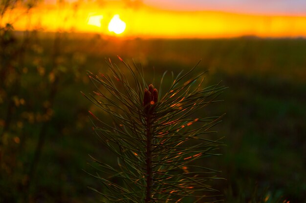 Rama de pino en puesta de sol. Hermoso paisaje con puesta de sol naranja