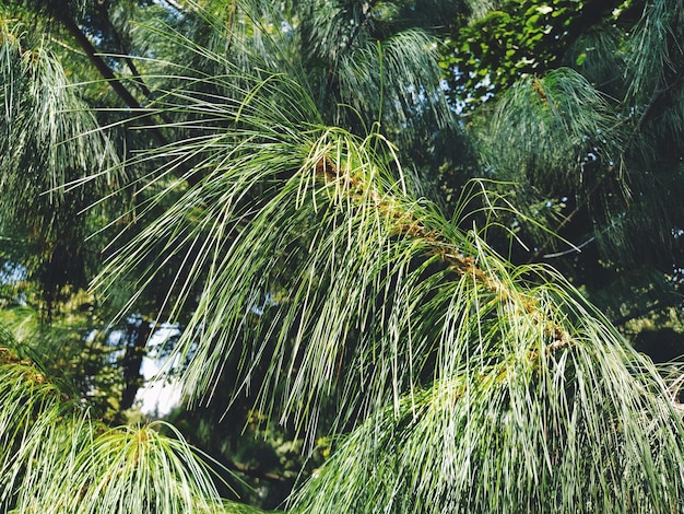 Rama de pino verde con agujas largas Gimnospermas perennes coníferas