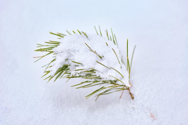 Rama de pino verde festiva en la nieve blanca