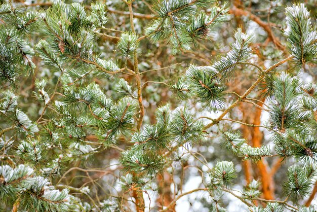 rama de pino verde festivo sobre nieve blanca.