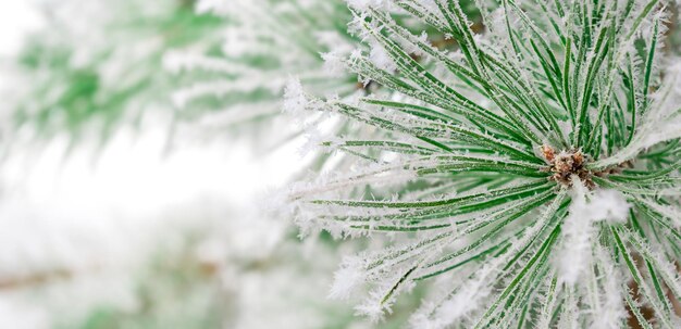 Rama de pino verde macro y nieve afuera