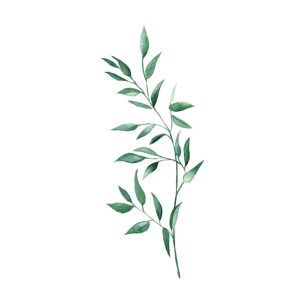 Rama de pistacho verde aislada sobre fondo blanco Ilustración botánica de acuarela