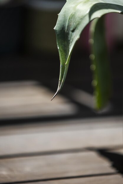 Rama de una planta de aloe con grandes picos