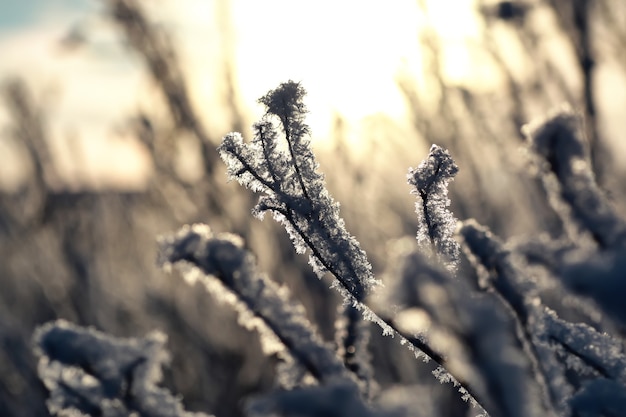 Rama de la planta cubierta de nieve macro de invierno