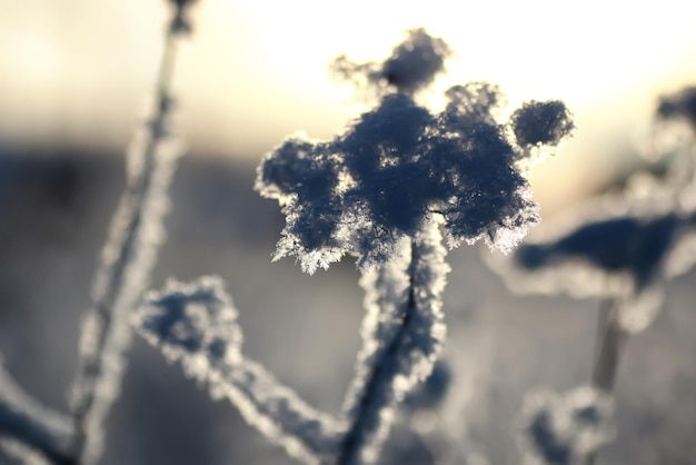 Rama de la planta cubierta de nieve macro de invierno