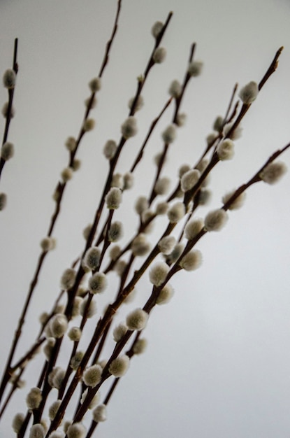 Una rama de una planta con flores blancas