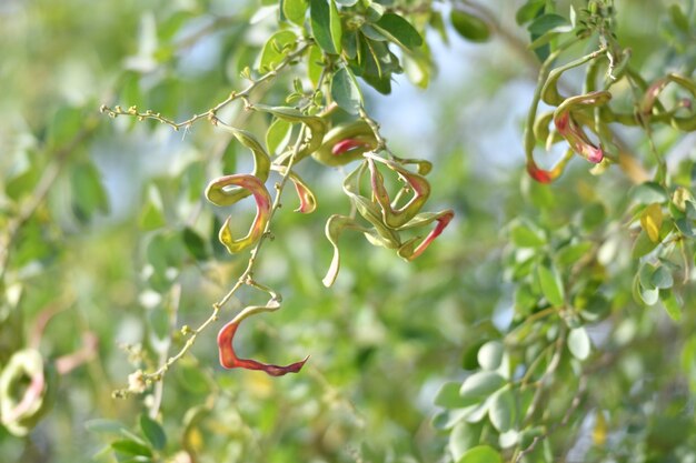 Foto una rama de una planta con hojas rojas y verdes y las hojas están torcidas y las hojas están torcidas.