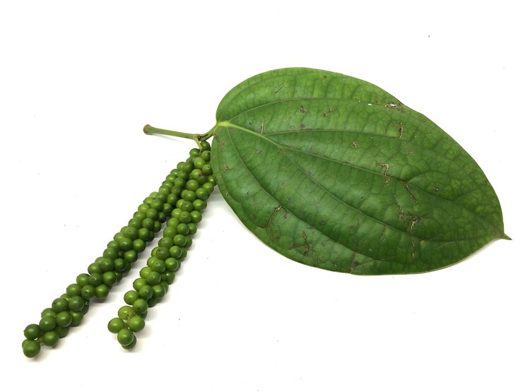 La rama de la planta de pimienta natural de cerca