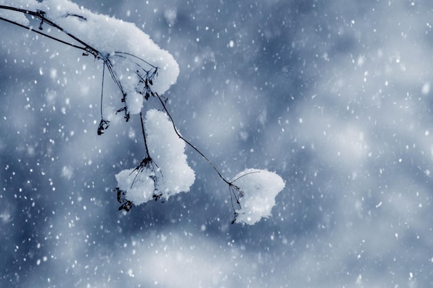 Una rama de una planta seca cubierta de nieve durante una fuerte nevada