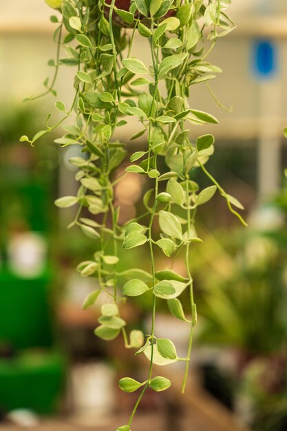 Una rama de una planta verde cuelga hacia abajo