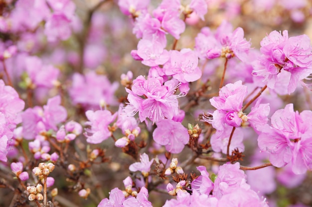 Rama de primavera de flor rosa flores