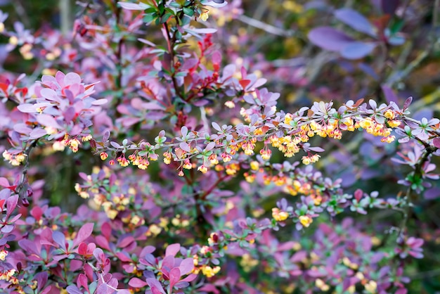 Rama de una primavera floreciente Berberis ottawensis Superba