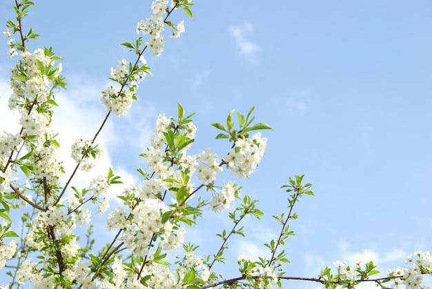 Rama de primavera con flores blancas