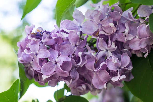 Rama de primavera de lila púrpura floreciente