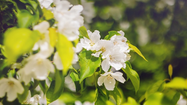 Una rama de un primer floreciente árbol de manzana. Flores blancas. El concepto de primavera, verano. Banner 16: 9. Copyspace.