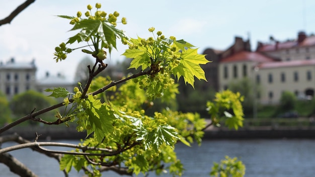 Una rama de un primer plano de arce floreciente joven contra la perspectiva del terraplén de Vyborg.