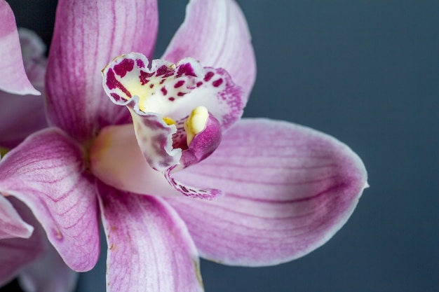 Rama de primer plano extremo de orquídea púrpura