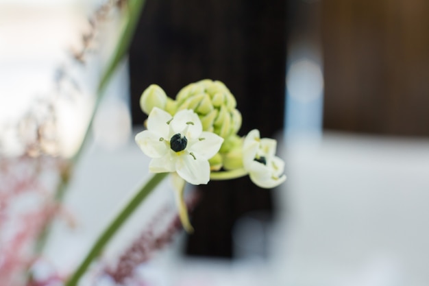 Rama de primer plano de flor de ornithogalum fresca