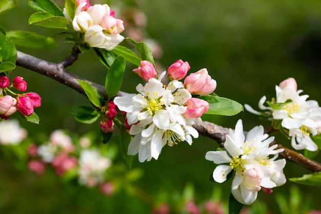 Rama de primer plano de manzano con flores rosas sobre un fondo de árboles en flor primavera