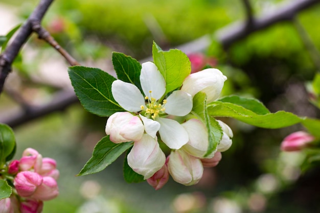 Rama de primer plano de manzano con flores rosas sobre un fondo de árboles en flor primavera