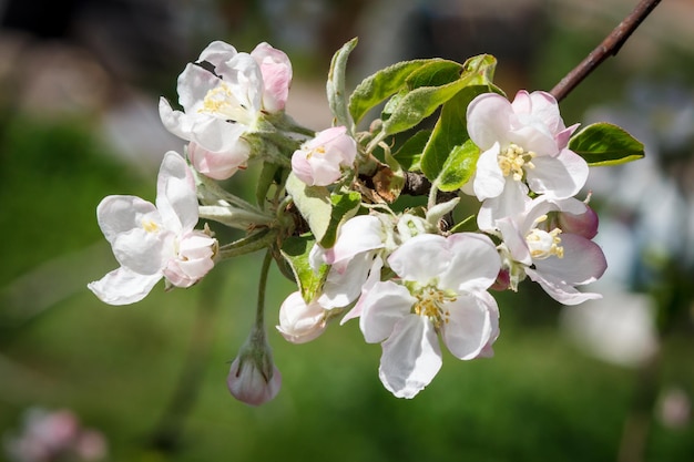 Rama de primer plano de manzano en el período de floración primaveral con fondo verde borroso. Enfoque selectivo en las flores.