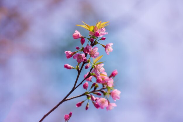 Rama de Prunus Kanzan cherry Pink flores dobles y hojas verdes en el fondo del cielo azul