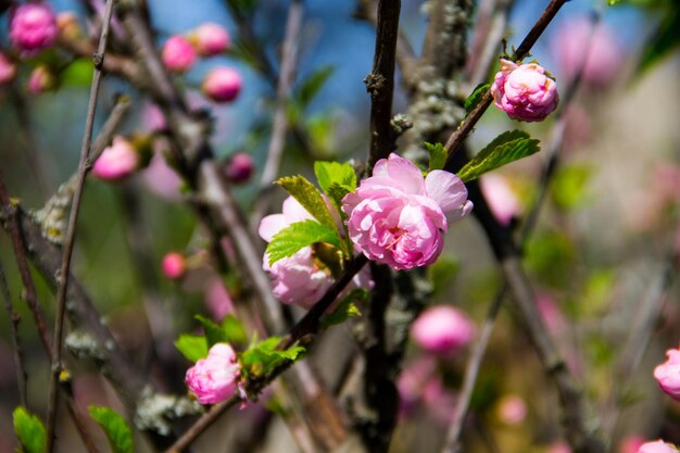 Rama de Prunus triloba Louiseania ulmifolia florece primavera ramita de almendra trilobulada con hermosas flores rosadas closeup