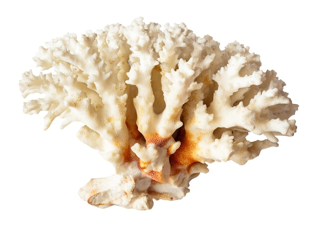 rama de rama de coral blanco aislada sobre un fondo blanco