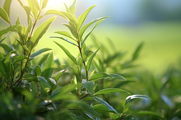 Foto una rama realista con hojas de té verde