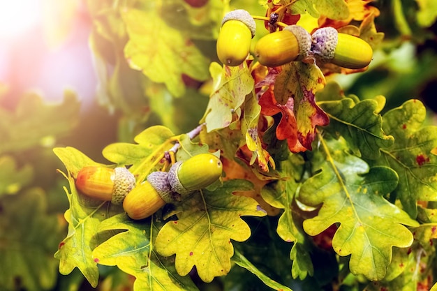 Rama de roble con bellotas y hojas en un clima soleado fondo de otoño