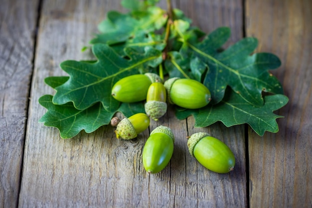 Rama de roble con bellotas en una madera