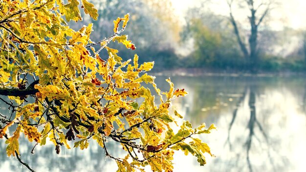 Rama de roble cubierta de escarcha con hojas de otoño doradas en el fondo del río